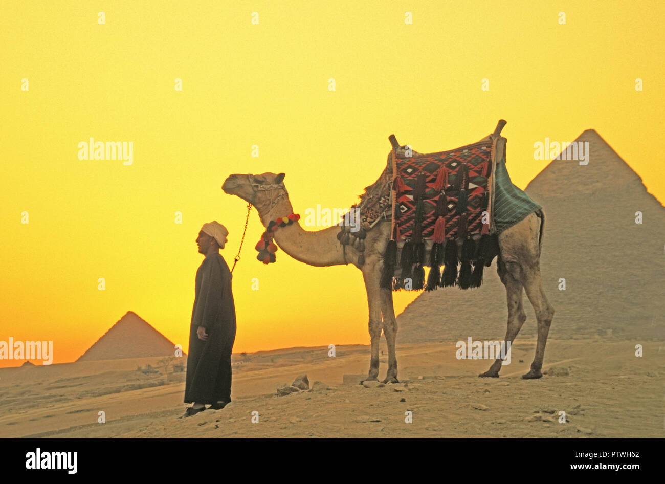 Mann mit Kamel an der Pyramiden von Gizeh. Stockfoto