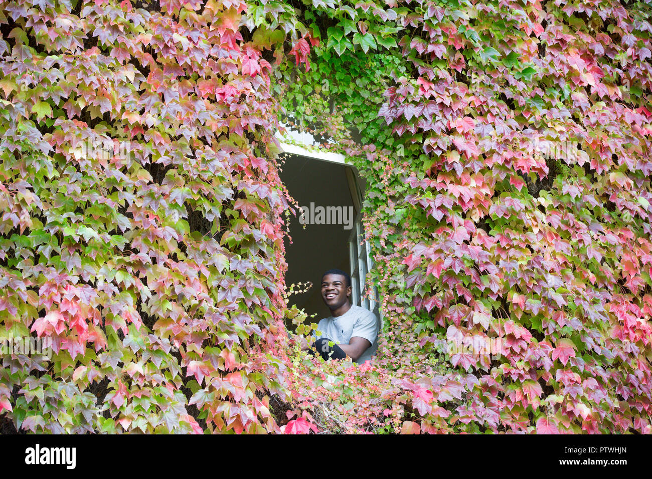 Schüler Toni Fola-Alade saß in seinem Zimmer in St John's College, Cambridge geniessen die warmen Herbstwetter durch die Mauer von Boston Ivy rot. Die größte Wand von Boston Efeu in Großbritannien ist das Setzen auf ein atemberaubendes Display heute (Mo) nach dem Einschalten eine Flamme des Rot - wie das Vereinigte Königreich sieht der wärmste Oktober Wetter in sieben Jahren diese Woche zu sehen. Die herrlichen 170 Jahre alten Ivy sucht spektakulär wie Temperaturen erwartet werden 23C im Süden am Mittwoch zu schlagen - und ist damit der heißeste Tag seit Oktober 2011. Die hellen roten Kriechgang auf der Rückseite des Gebäudes am St John's College an der Cambrid Stockfoto