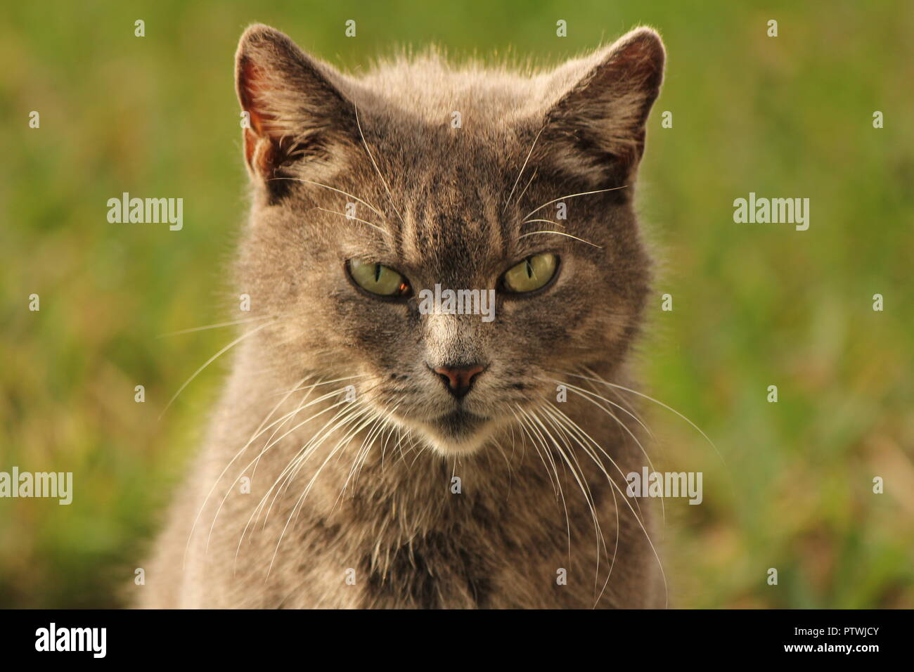 Wunderschöne grüne Augen Katze Stockfoto