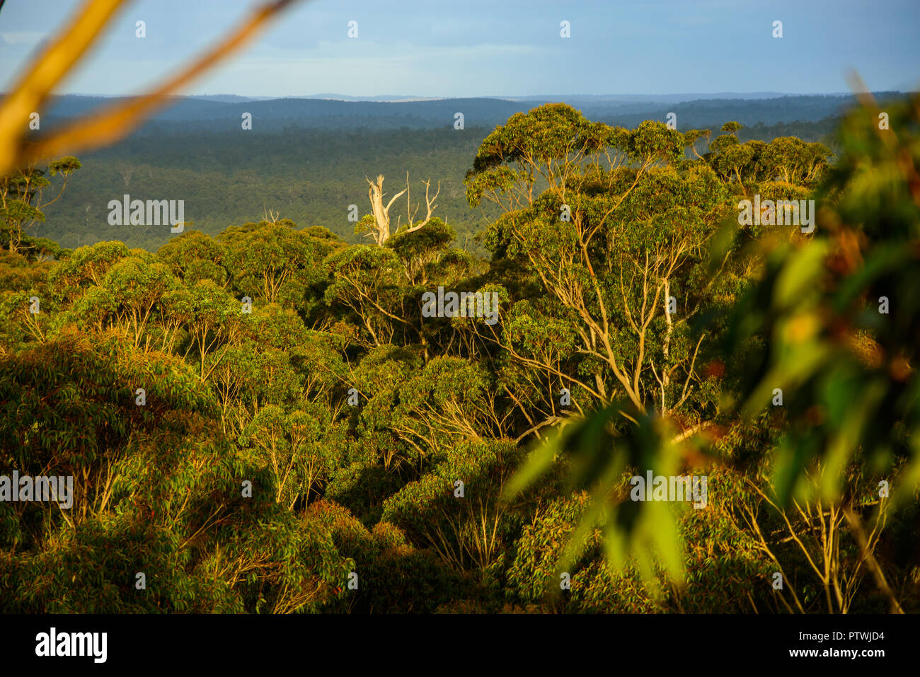 Blick von Gloucester Tree, Klettern, Bruma Rd, Pemberton WA, Western Australia, Australien Stockfoto