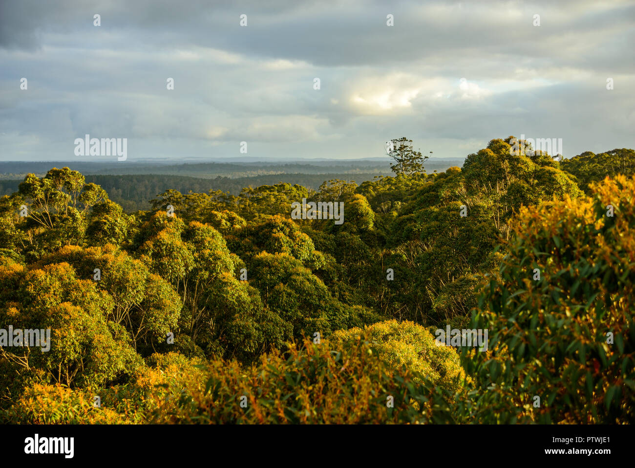 Blick von Gloucester Tree, Klettern, Bruma Rd, Pemberton WA, Western Australia, Australien Stockfoto