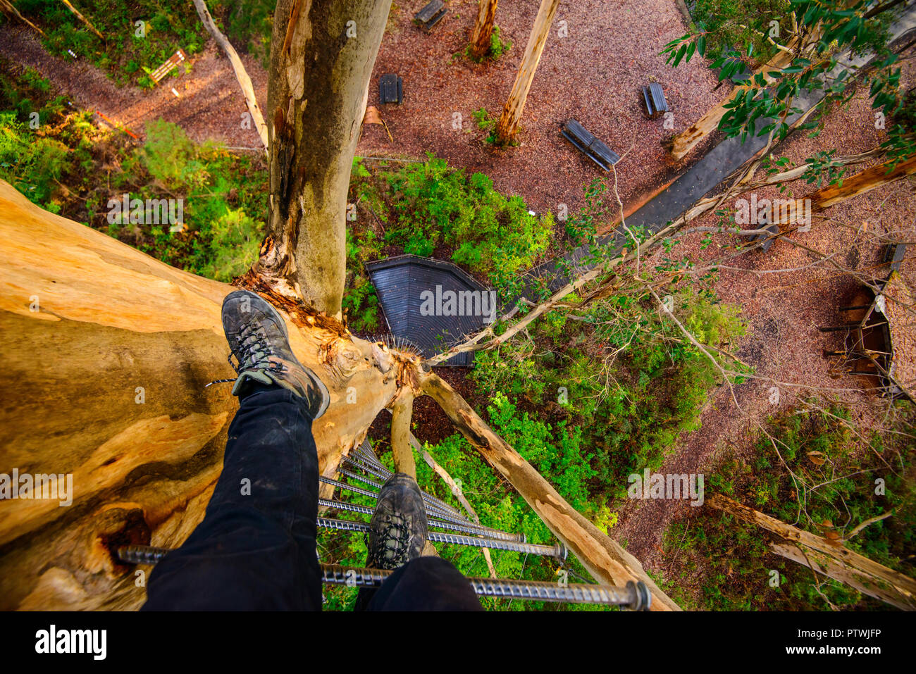 Klettern Sie die Leiter von Gloucester Tree, Klettern, Bruma Rd, Pemberton WA, Western Australia, Australien Stockfoto