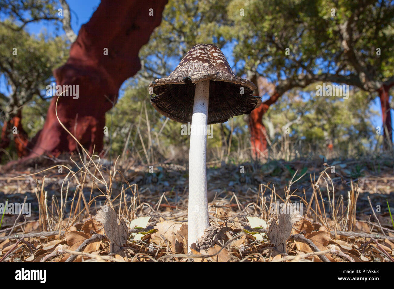 Magpie Inkcap oder Coprinopsis picacea wachsenden zwischen geerntet Korkeichen in Dehesa Wald, Trofa, Caceres Stockfoto