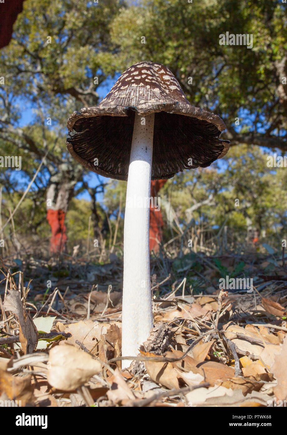 Magpie Inkcap oder Coprinopsis picacea wachsenden zwischen geerntet Korkeichen in Dehesa Wald, Trofa, Caceres Stockfoto