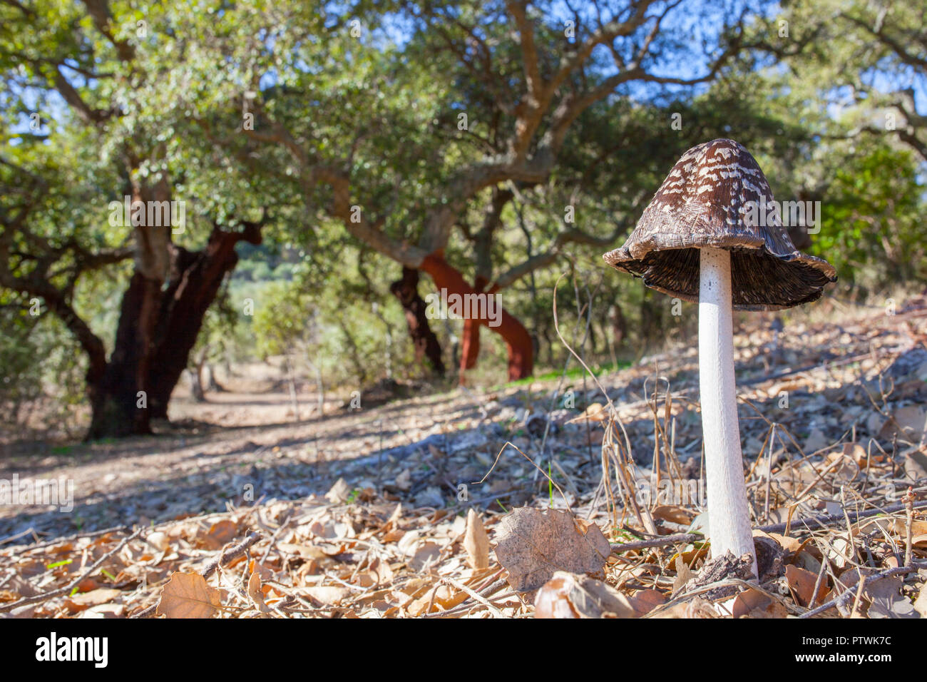 Magpie Inkcap oder Coprinopsis picacea wachsenden zwischen geerntet Korkeichen in Dehesa Wald, Trofa, Caceres Stockfoto
