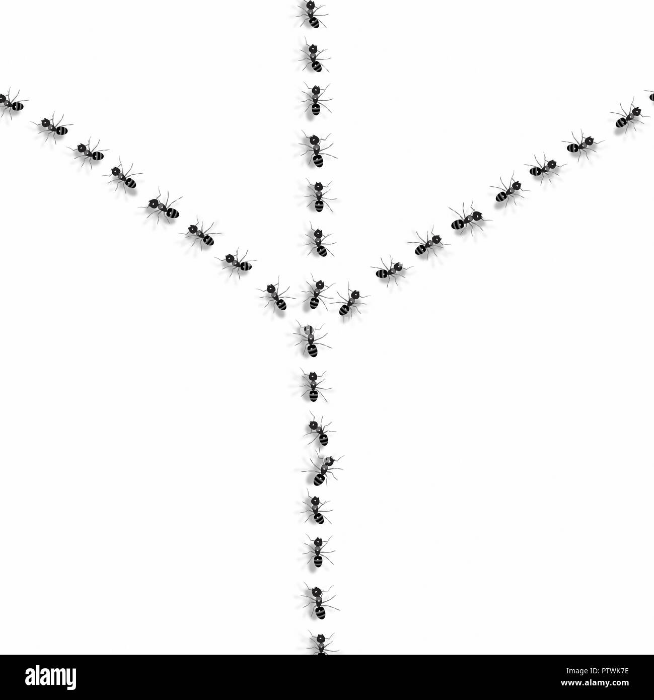 Ameisen gehen in verschiedene Richtungen und Linien auf weißem Hintergrund Stockfoto