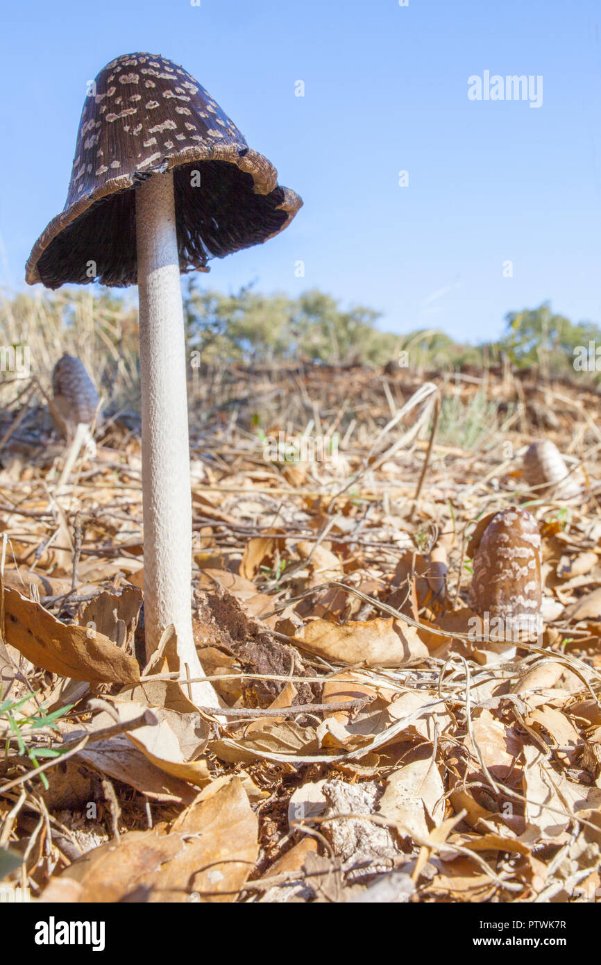 Magpie Inkcap oder Coprinopsis picacea wachsenden zwischen geerntet Korkeichen in Dehesa Wald, Trofa, Caceres Stockfoto