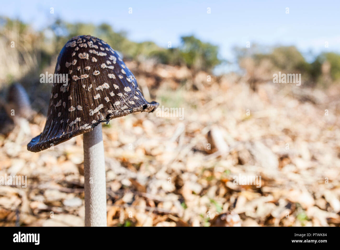 Magpie Inkcap oder Coprinopsis picacea wachsenden zwischen geerntet Korkeichen in Dehesa Wald, Trofa, Caceres Stockfoto