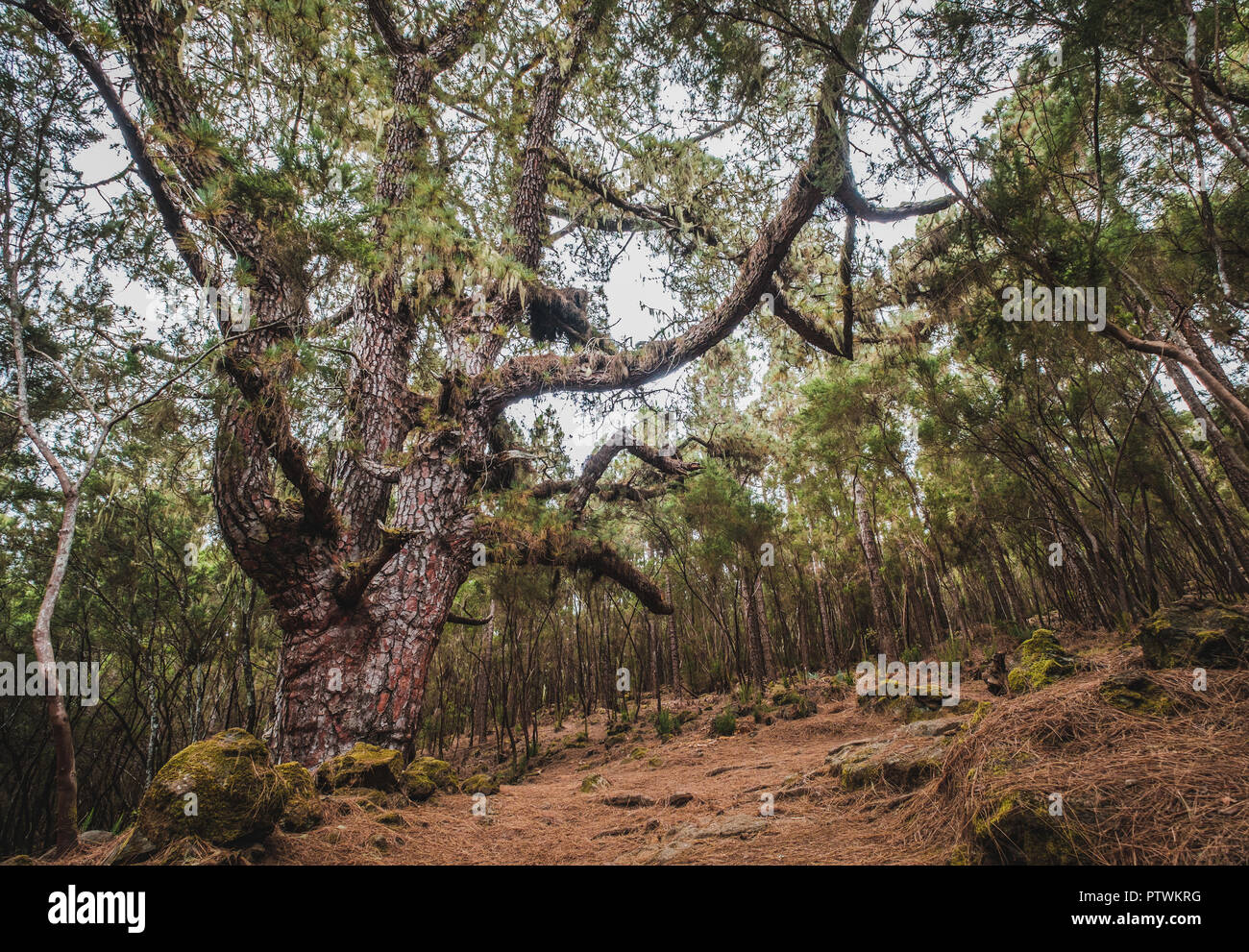 Riesige Pinien in Wald Landschaft, Esperanza Wald, Teneriffa - Stockfoto