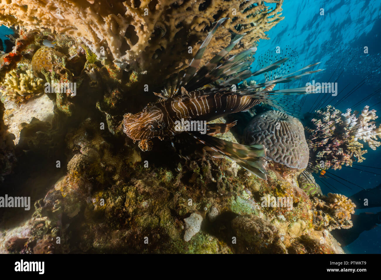 Korallenriffe und Wasserpflanzen im Roten Meer, bunte und verschiedene Farben Stockfoto