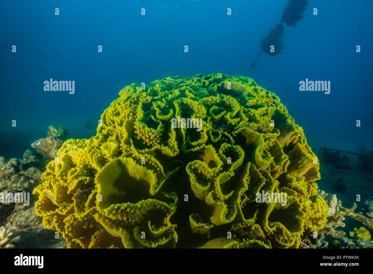 Korallenriffe und Wasserpflanzen im Roten Meer, bunte und verschiedene Farben Stockfoto