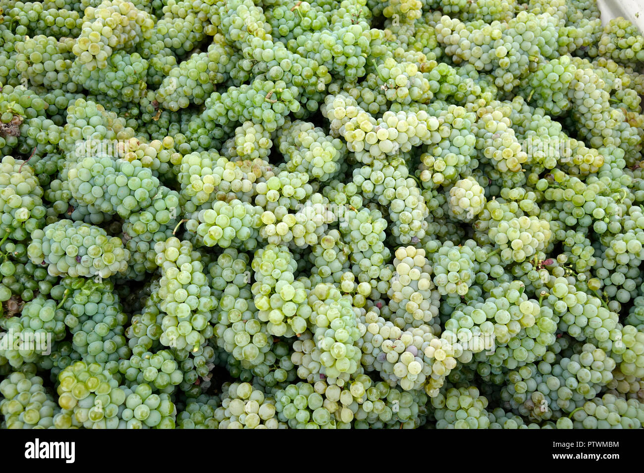 Sauvignon Blanc ist eine Grünhäutige Rebsorte stammt aus der Region Bordeaux in Frankreich. Die Traube wahrscheinlich erhält seinen Namen von der Fren Stockfoto