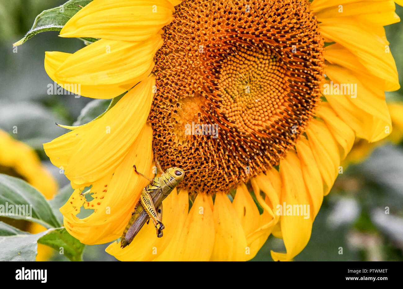 Eine Heuschrecke auf einem blühenden Sonnenblumen, Jasper, Georgia, USA Stockfoto