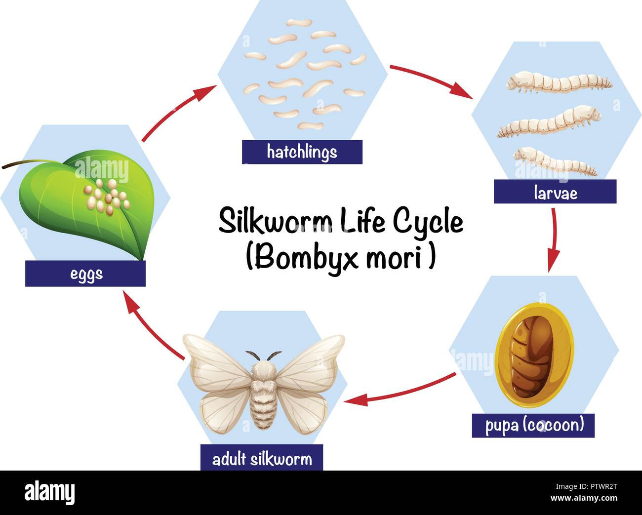 Wissenschaft silkworm Lebenszyklus Abbildung Stock Vektor
