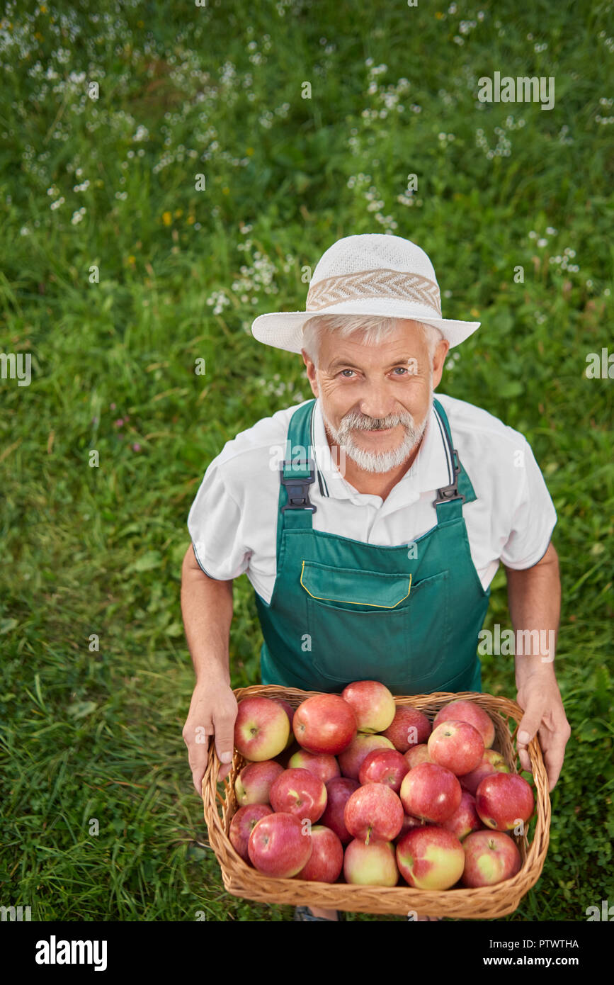 Gärtner holding Korb voller Frische rote Äpfel und auf grün Gnade stehen. Landwirt tragen grüne Overalls. Alter Mann mit grauem Haar und Bart bis auf Kamera. Stockfoto
