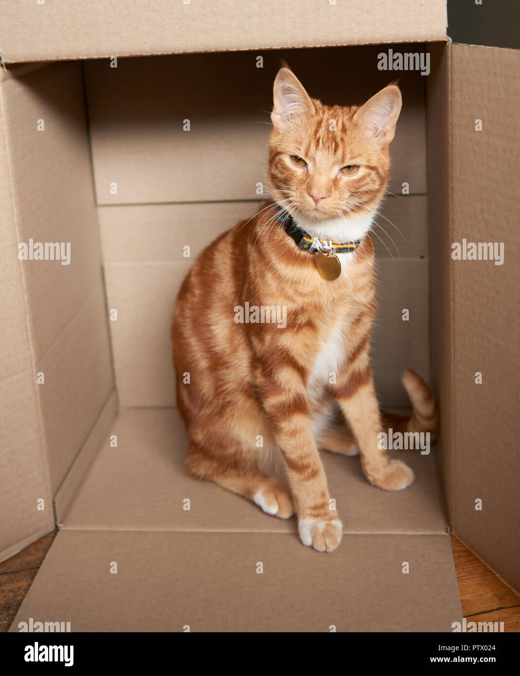 Adorable ginger Red Tabby Kätzchen sitzend, der in einer Kartonage verpackt ist. Stockfoto