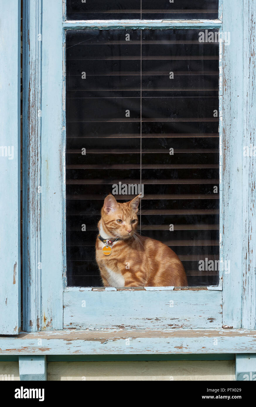 Adorable junge ginger Red Tabby Katze in einer Farbe läuten Fenster eines alten Hauses sitzen. Stockfoto