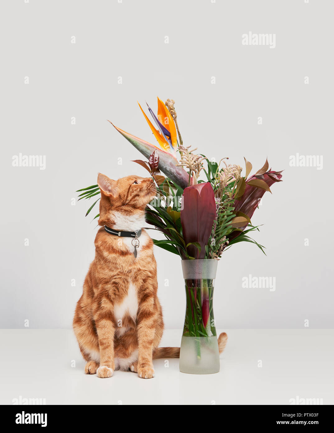 Red Ginger cat riechen die Anordnung der Blumen. Stockfoto