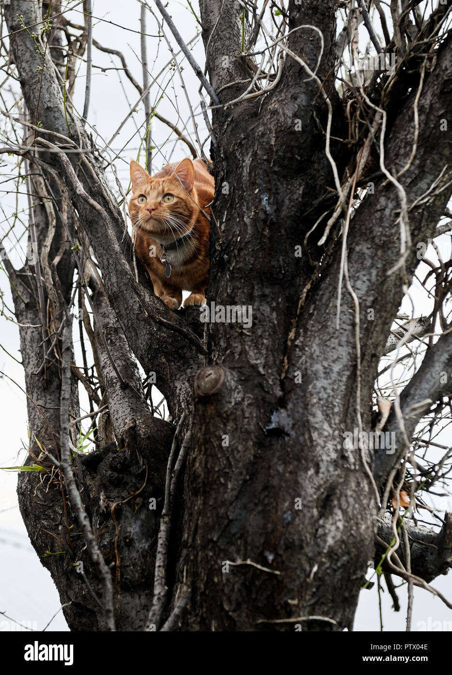 Ginger rot gestromte Katze nach ihrem Instinkt jagen und Erkundung in einem Winter Baum. Stockfoto