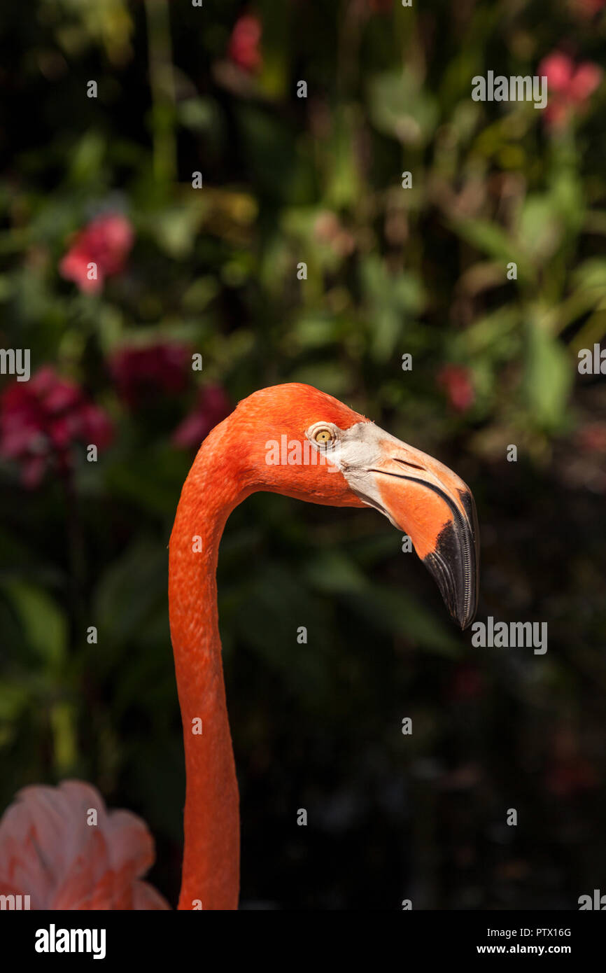 Karibischer flamingo Phoenicopterus ruber in einem tropischen Garten, im Südwesten von Florida. Stockfoto