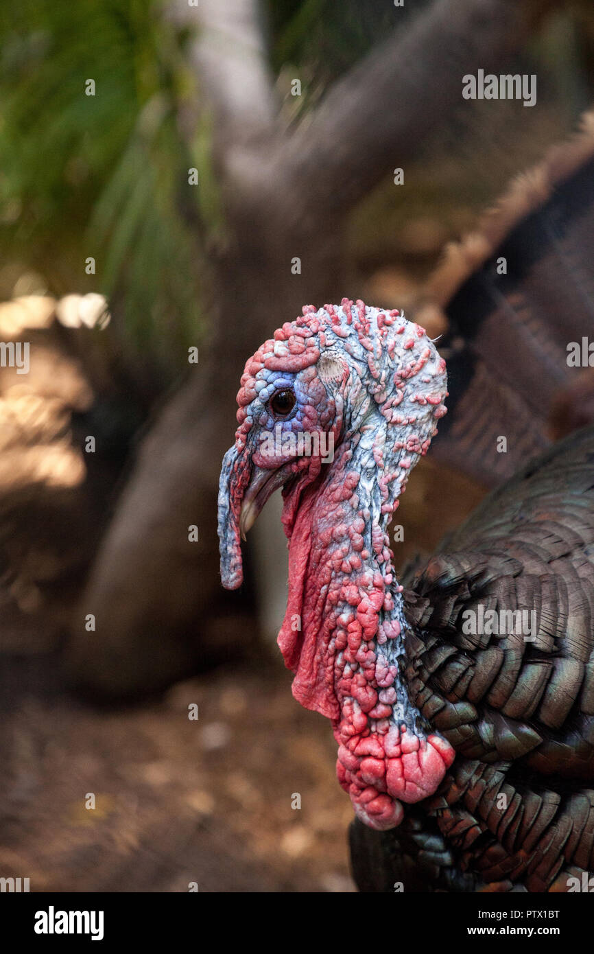 Nahaufnahme eines männlichen östlichen wilde Türkei Meleagris gallopavo entlang der Ostküste der Vereinigten Staaten Stockfoto
