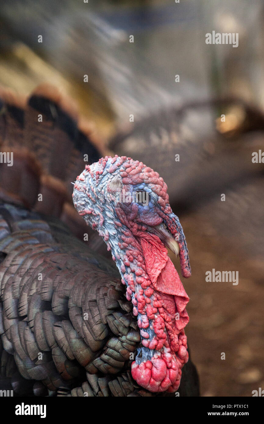 Nahaufnahme eines männlichen östlichen wilde Türkei Meleagris gallopavo entlang der Ostküste der Vereinigten Staaten Stockfoto