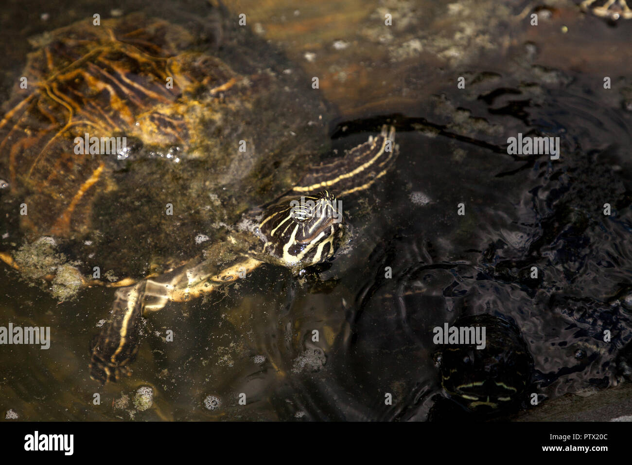 Yellow bellied Turtle TRACHEMYS SCRIPTA scripta schwimmt in einem Teich im Südwesten Florida auf der Suche nach Nahrung. Stockfoto