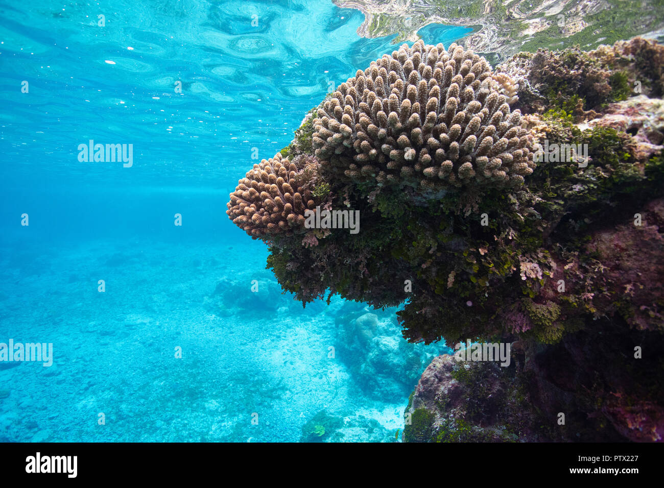 Coral Reef, Niue Island, Niue Stockfoto