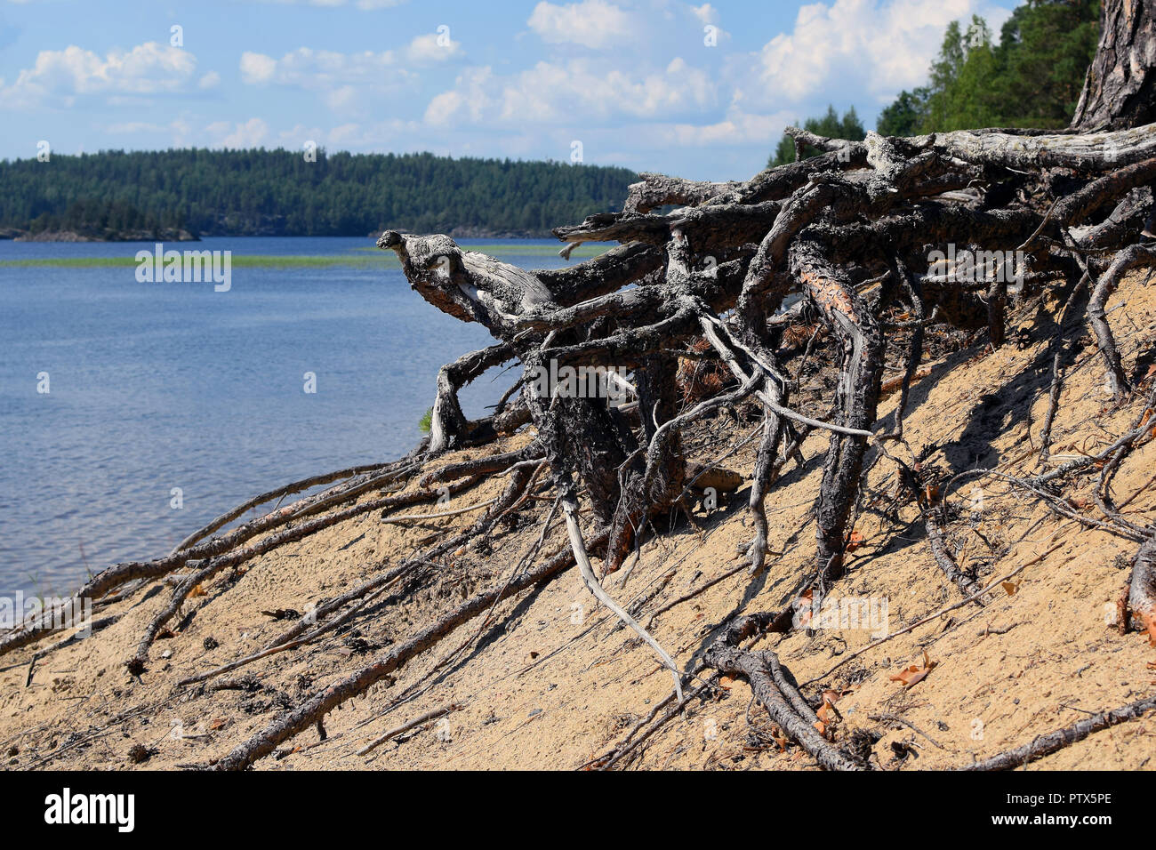 Freiliegende Wurzeln und schöne Seeblick für den Hintergrund. Lage: Pistohiekka, Puumala, Finnland. Stockfoto