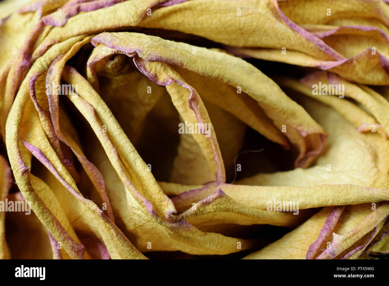 Nahaufnahme der Trocknung gelbe Rose. Stockfoto