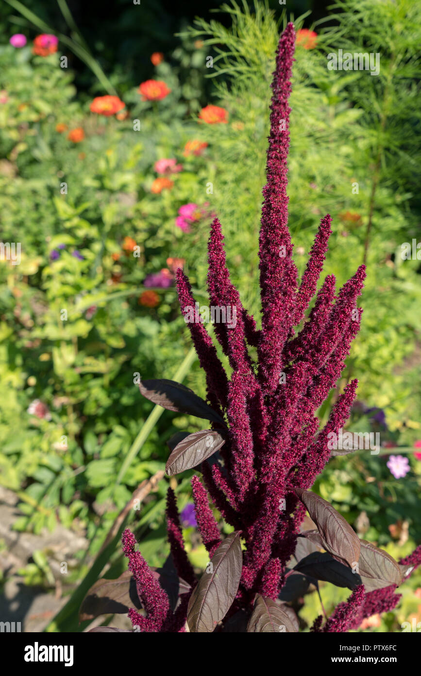 Amaranthus cruentus Fotos und Bildmaterial in hoher Auflösung Alamy