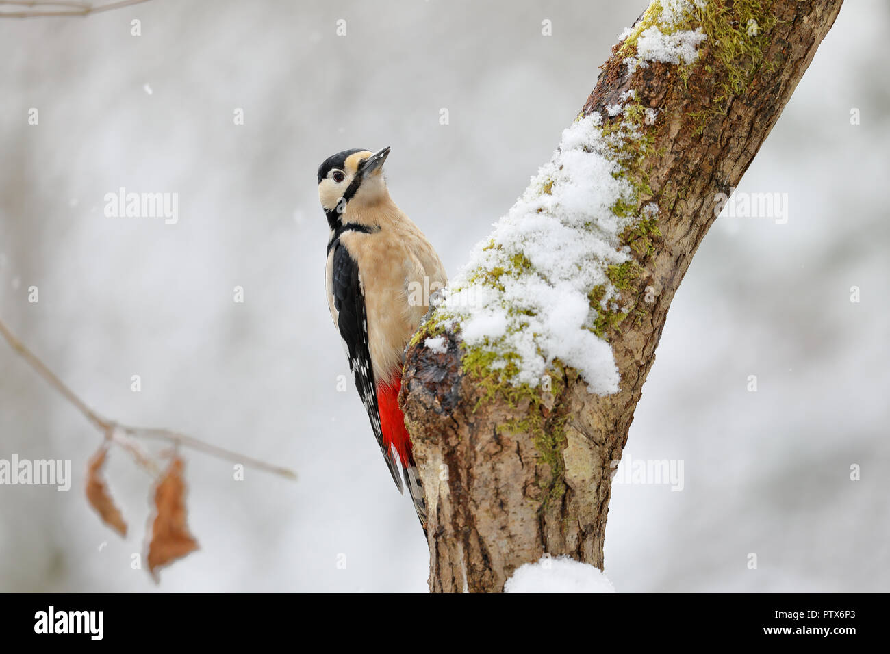 Buntspecht (Dendrocopos major) Stockfoto