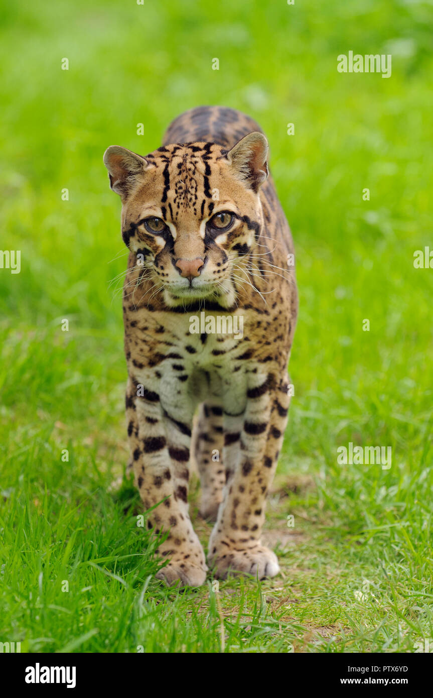 Männliche Ozelot (Leopardus pardalis), beheimatet in Zentral- und Südamerika. Captive bei Port Lympne Wild Animal Park, Kent, Großbritannien Stockfoto