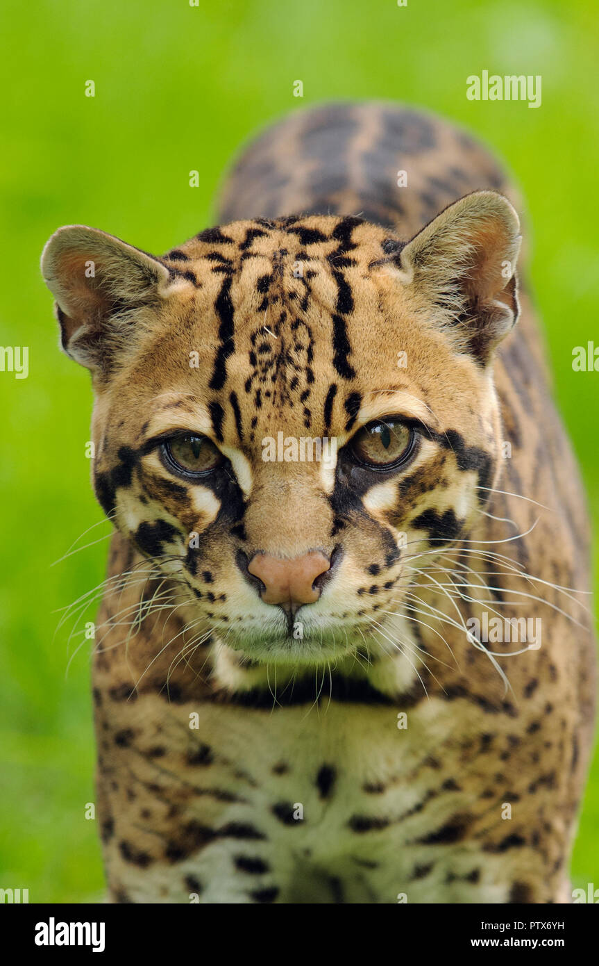 Männliche Ozelot (Leopardus pardalis), beheimatet in Zentral- und Südamerika. Captive bei Port Lympne Wild Animal Park, Kent, Großbritannien Stockfoto