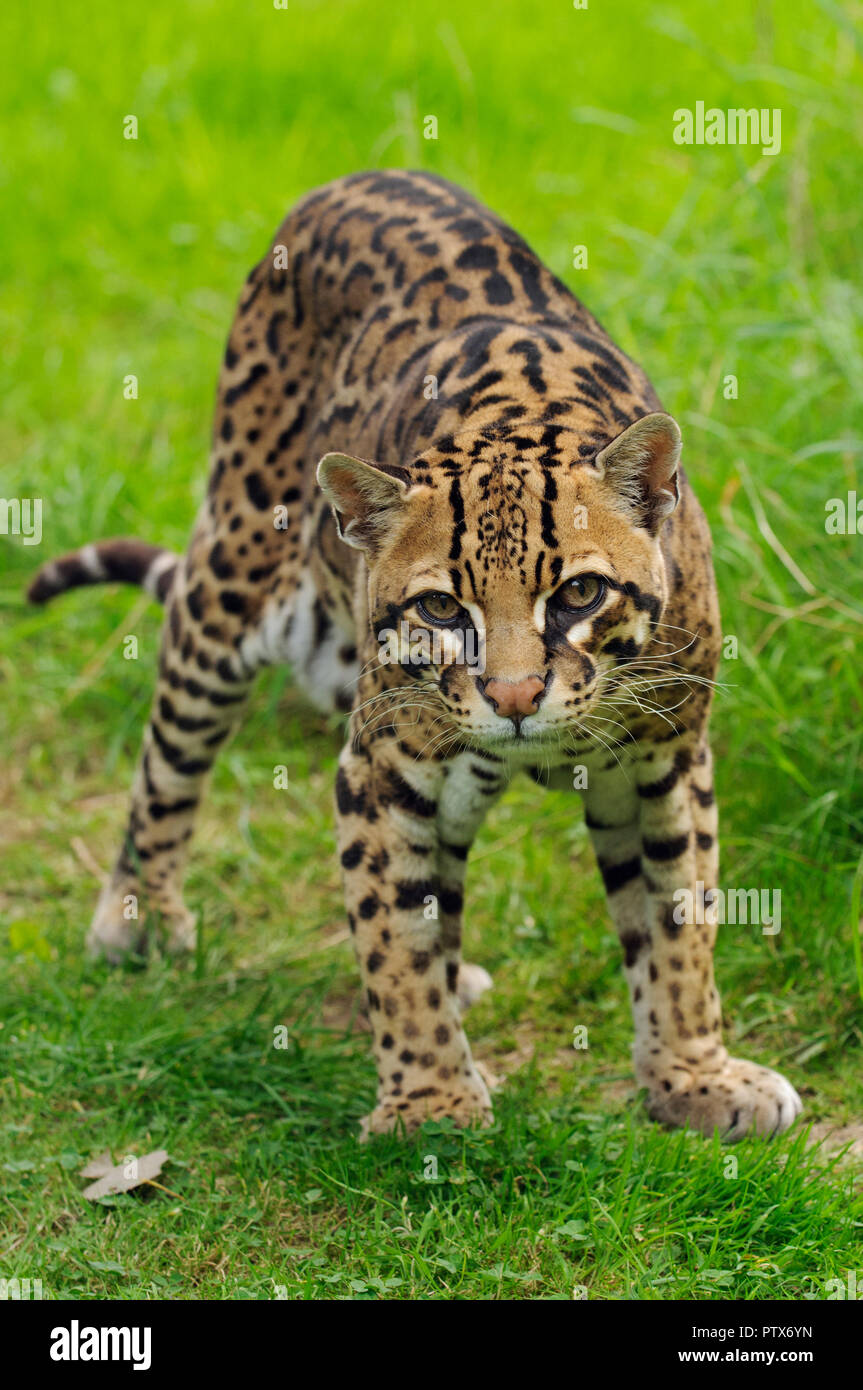 Männliche Ozelot (Leopardus pardalis), beheimatet in Zentral- und Südamerika. Captive bei Port Lympne Wild Animal Park, Kent, Großbritannien Stockfoto