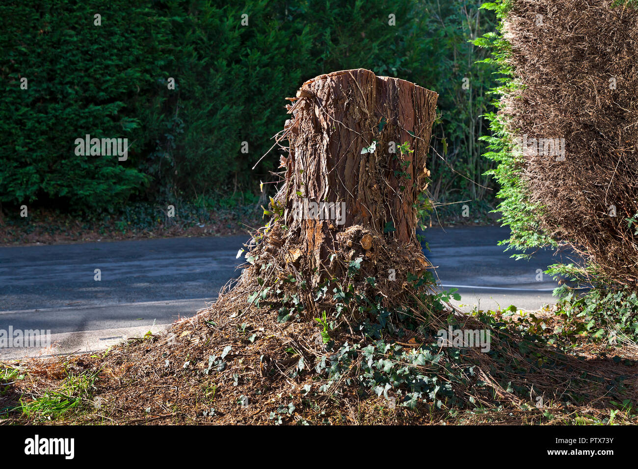 Conifer Baumstumpf im Garten Stockfoto