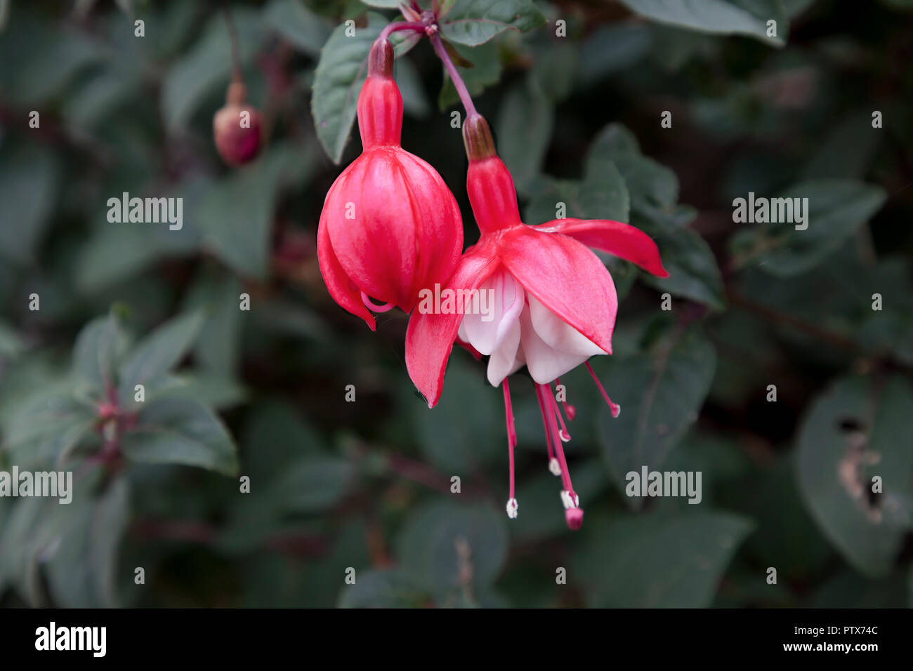 Fuchsia rosa Blume Nahaufnahme mit Soft Focus Hintergrund Stockfoto