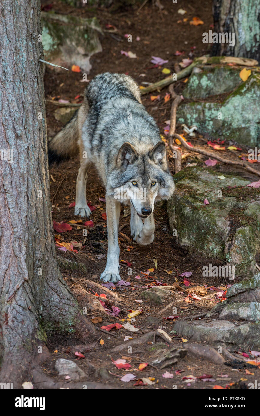 Grauer Wolf zu Fuß durch den Wald Stockfoto