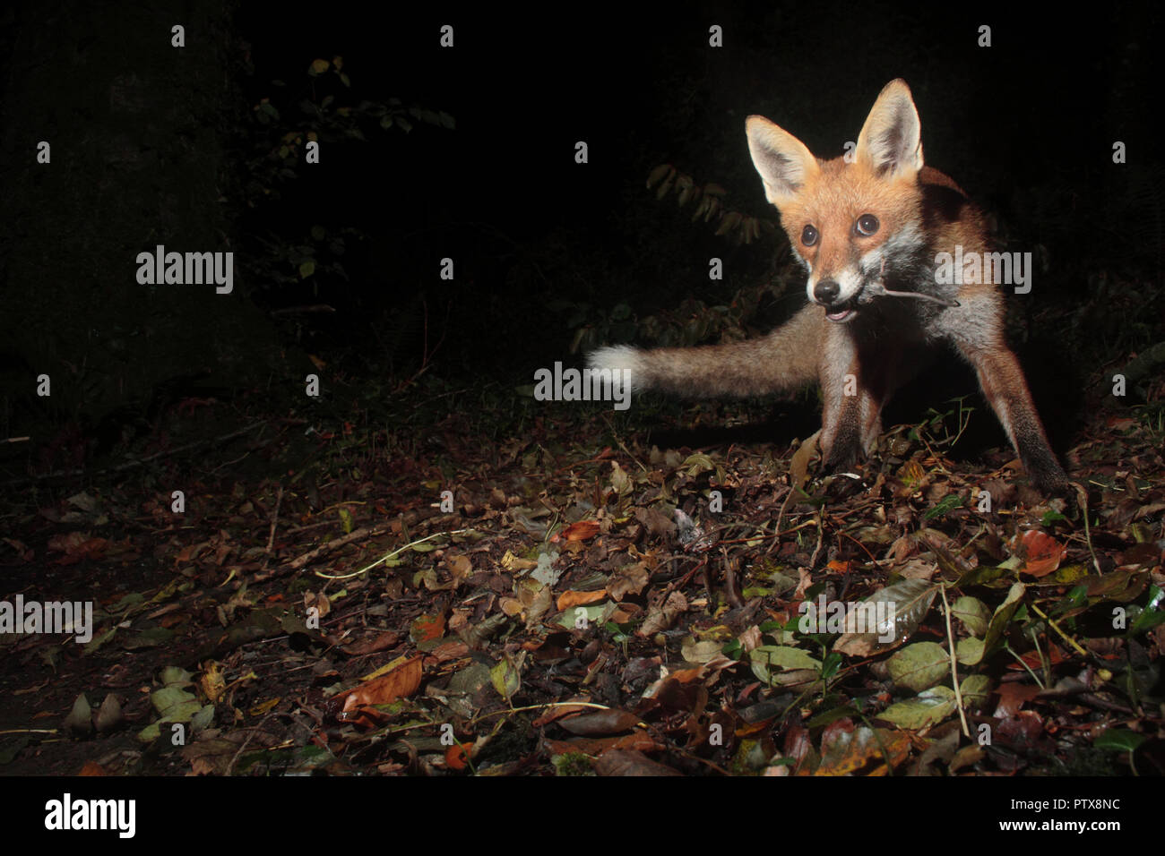 Red Fox Essen einer Maus Stockfoto