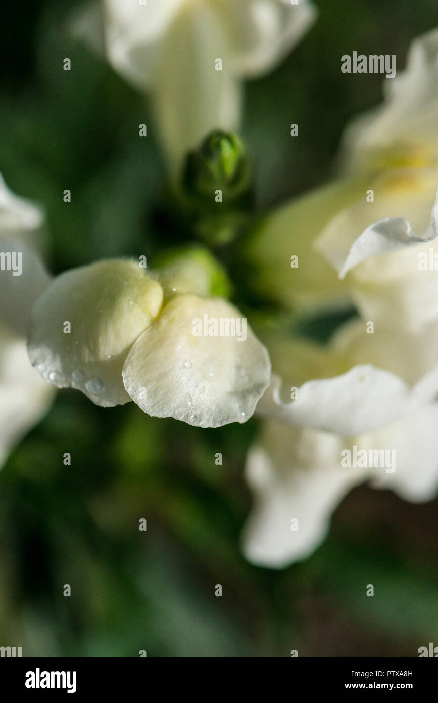 Eine Nahaufnahme von Regentropfen auf die Blütenblätter einer Blume snapdragon Stockfoto