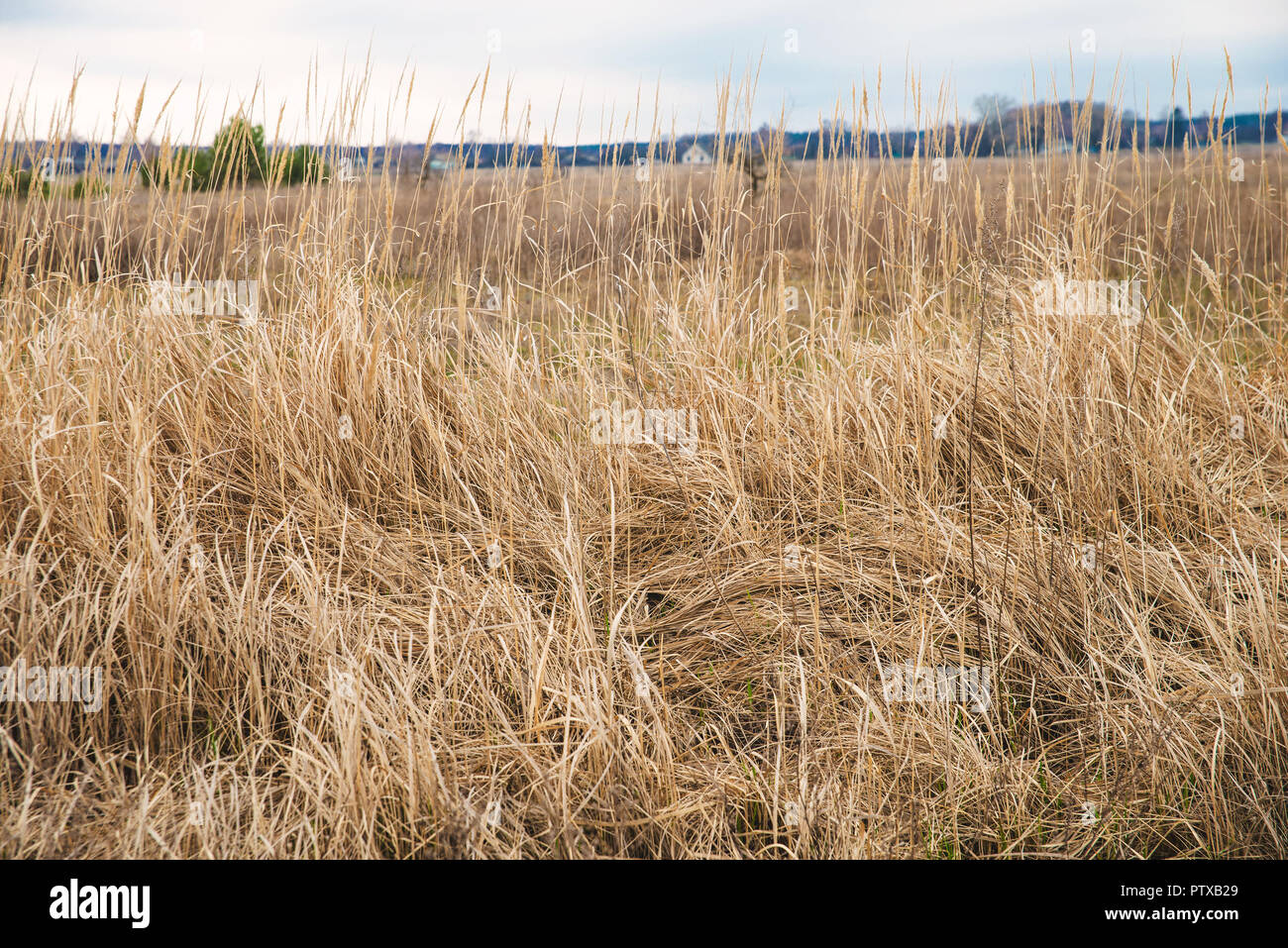 Feld mit einem trockenen Gras am Nachmittag Stockfoto
