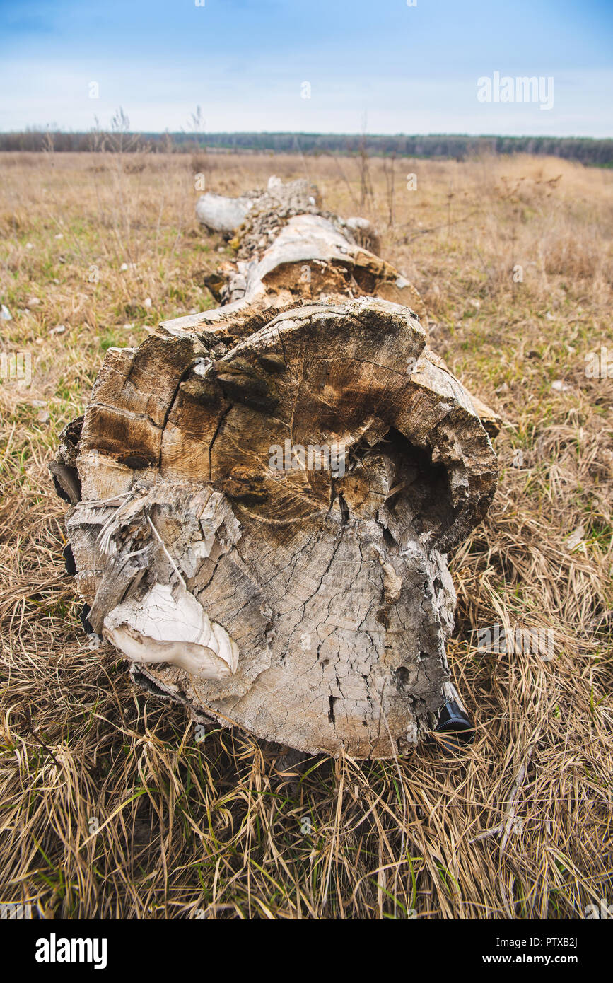 Feld mit einem trockenen Gras am Nachmittag Stockfoto