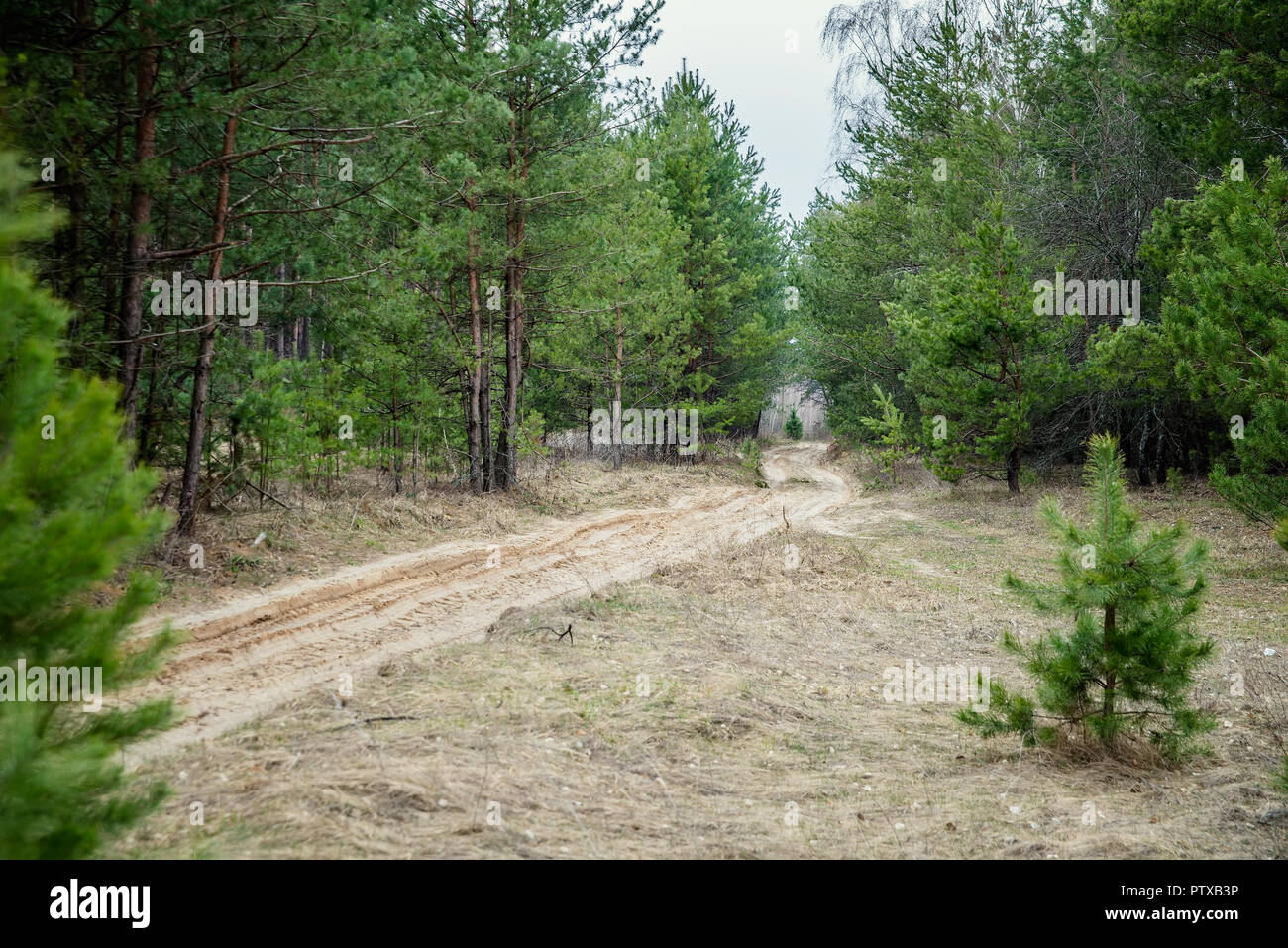 Sandigen weg durch den natürlichen Wald Stockfoto