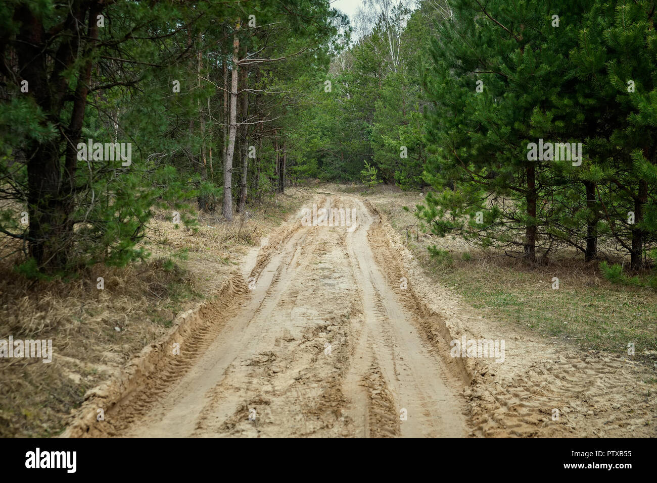 Sandigen weg durch den natürlichen Wald Stockfoto