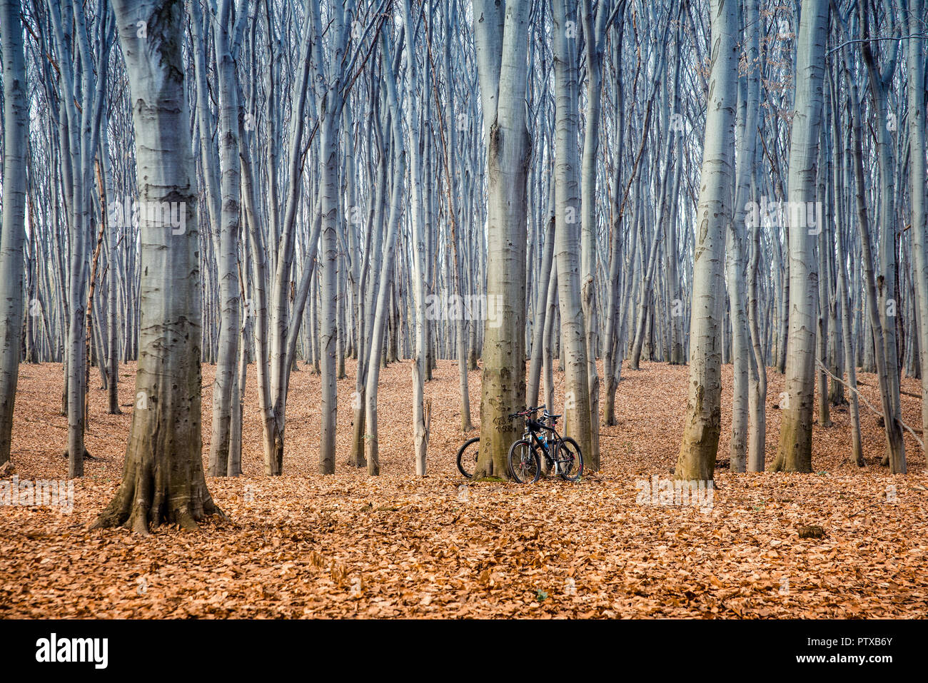 Schönen Buchenwald im Frühjahr Stockfoto