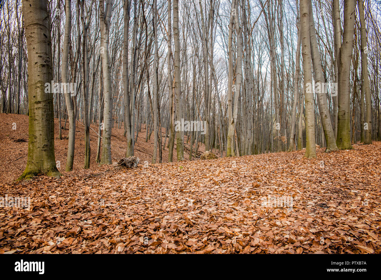 Schönen Buchenwald im Frühjahr Stockfoto