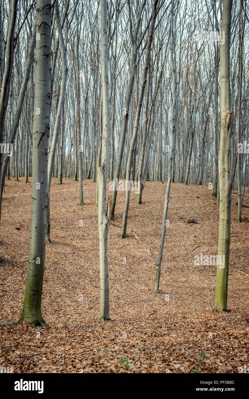 Schönen Buchenwald im Frühjahr Stockfoto