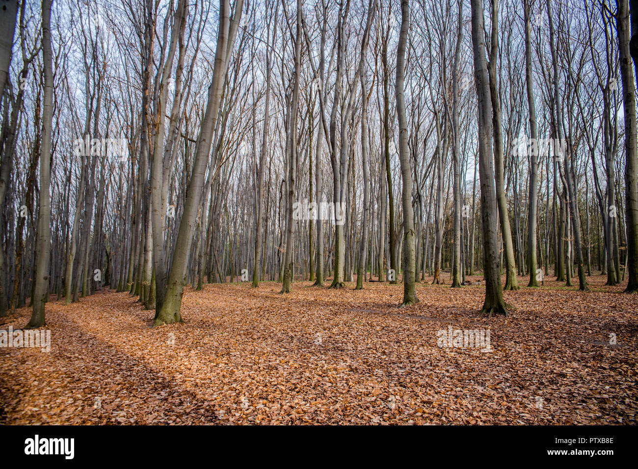 Schönen Buchenwald im Frühjahr Stockfoto