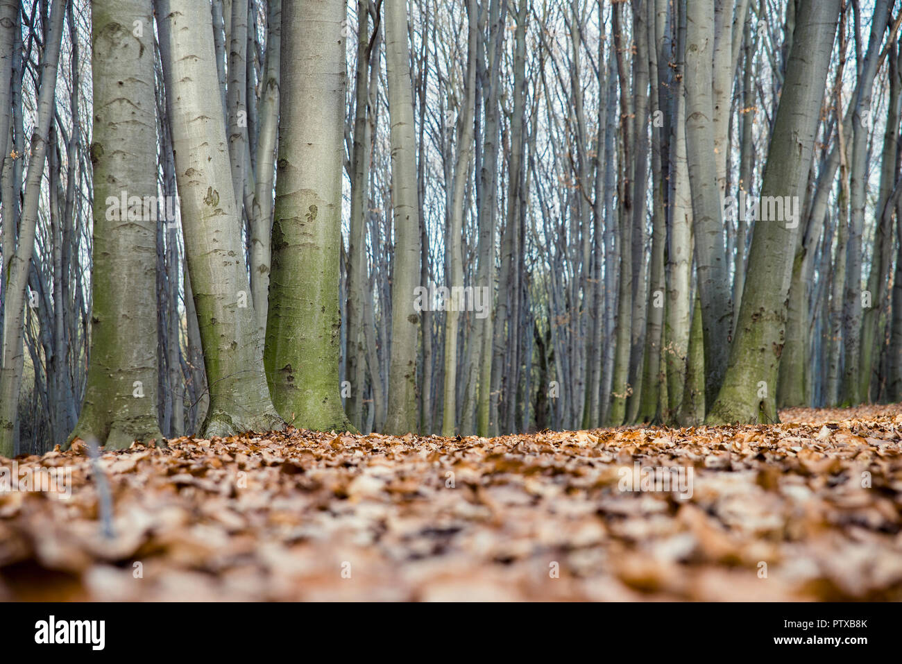Schönen Buchenwald im Frühjahr Stockfoto