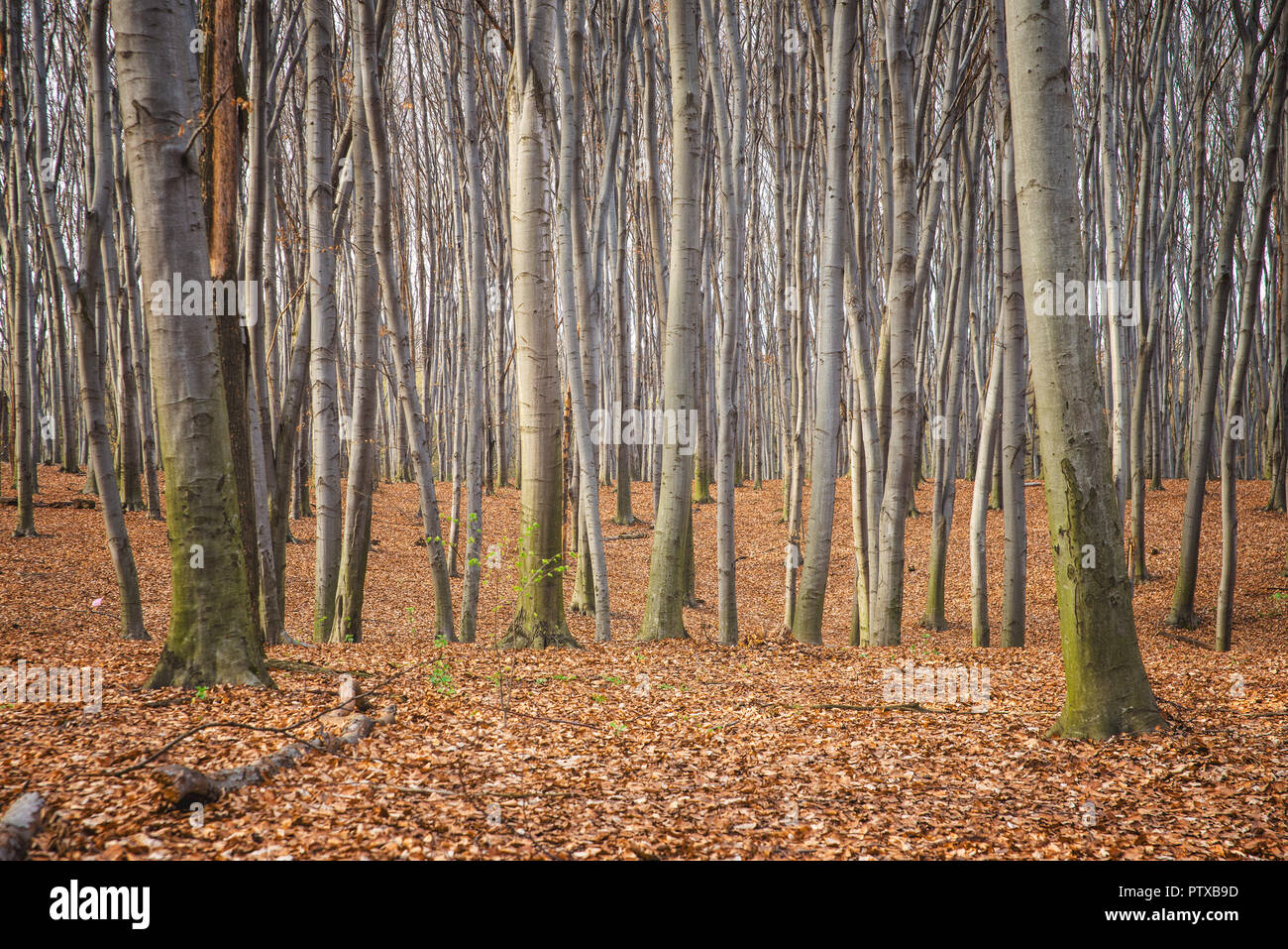 Schönen Buchenwald im Frühjahr Stockfoto